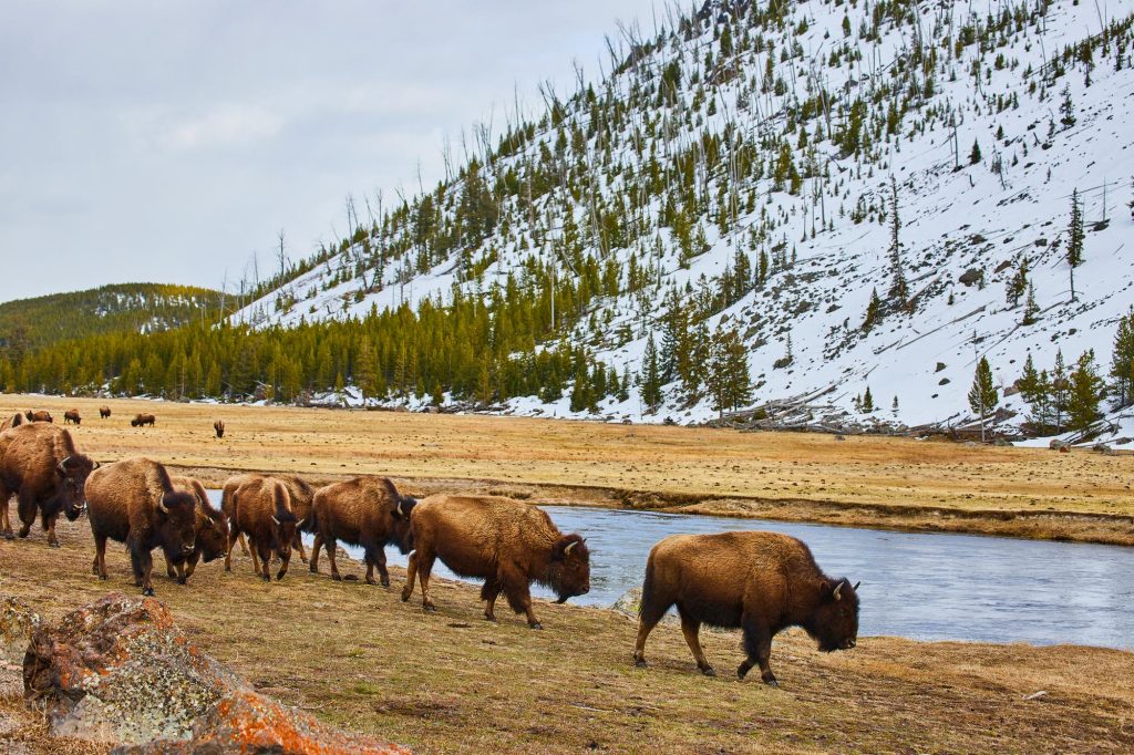 land bison
